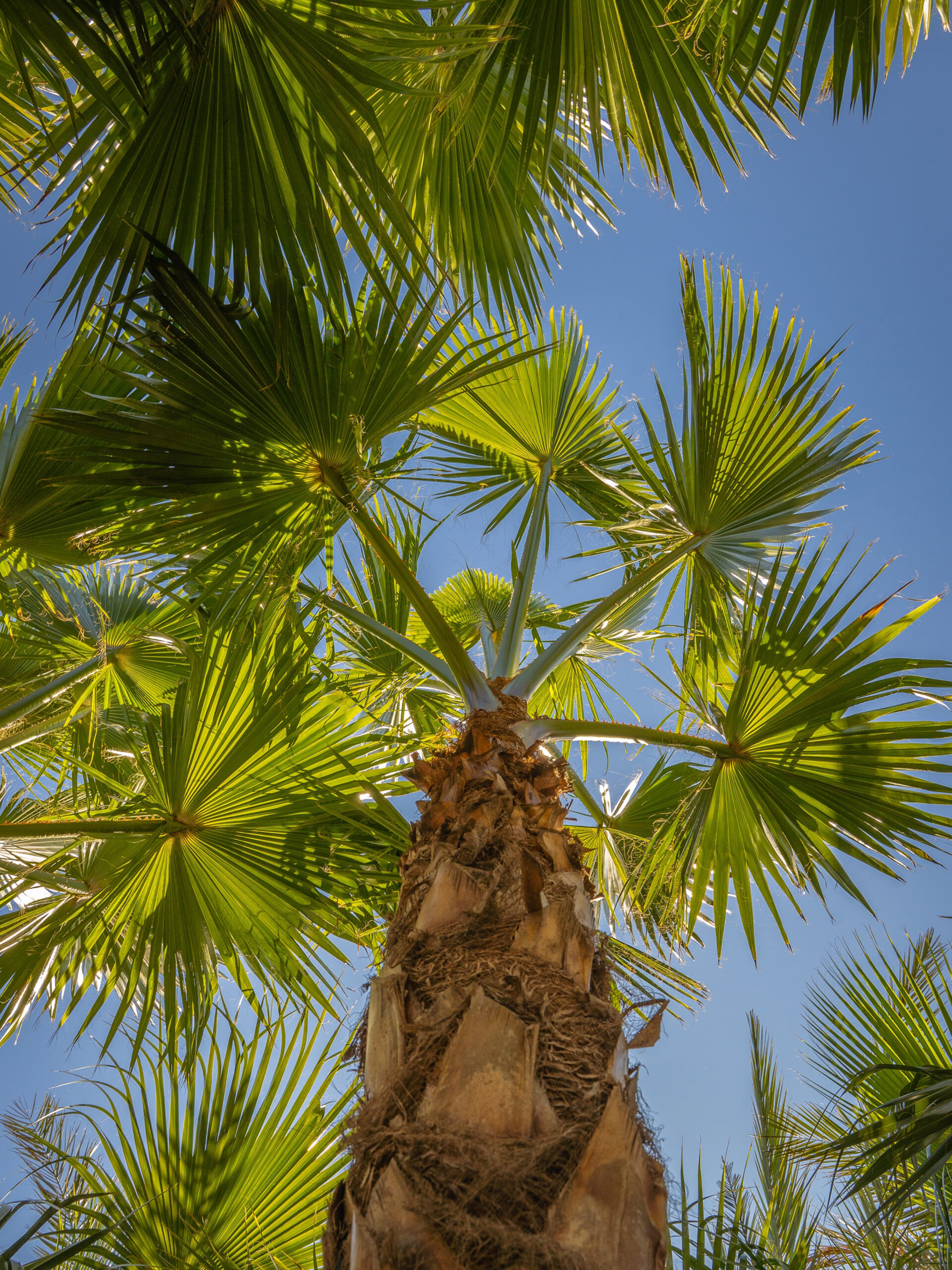palmiers-ambiance-2-HP