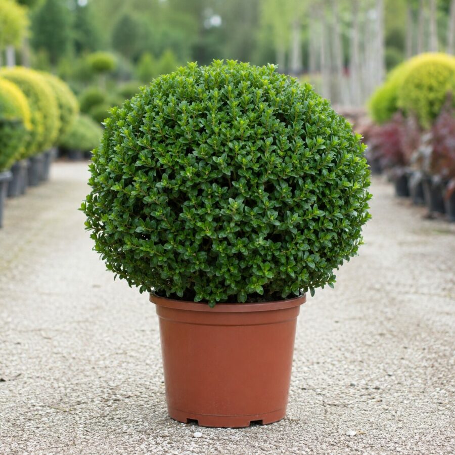 Myrsine Boule