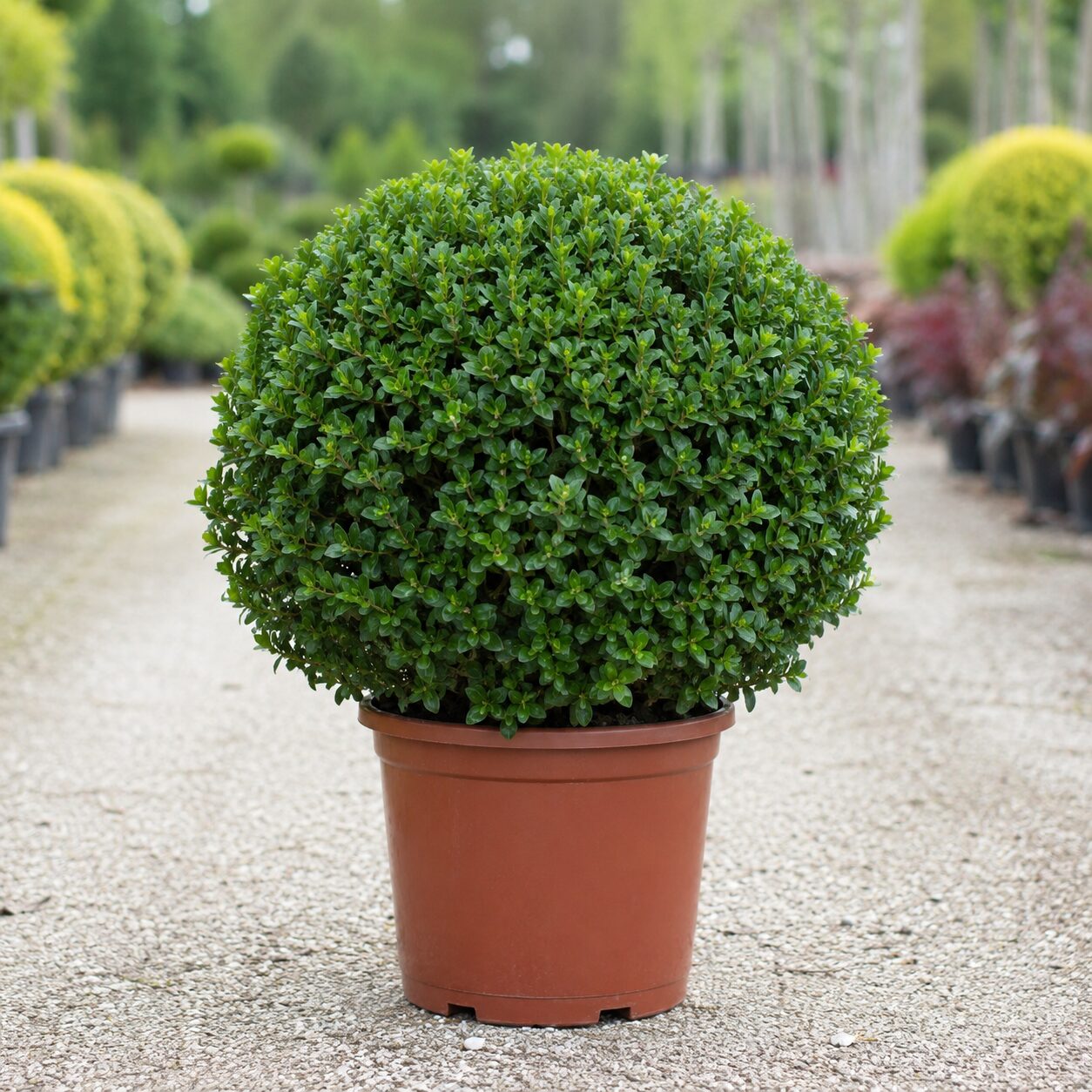 Myrsine Boule