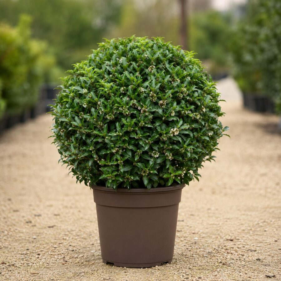 Osmanthus Boule