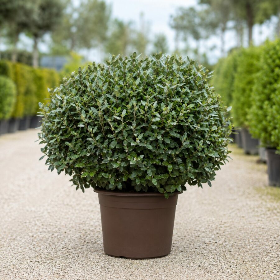 Quercus Ilex Boule