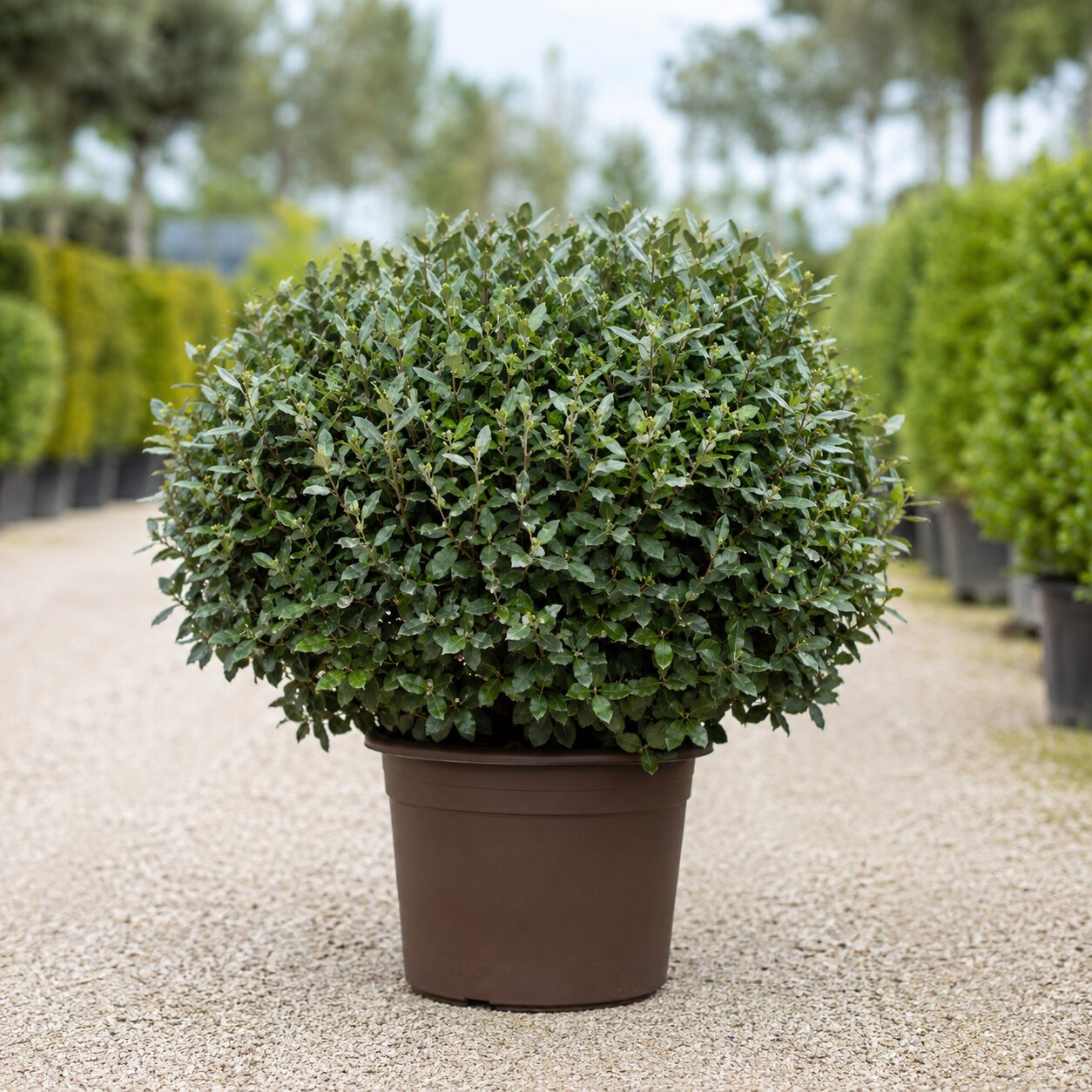 Quercus Ilex Boule
