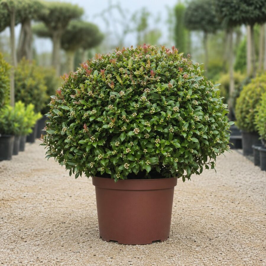 Raphiolepsis Boule