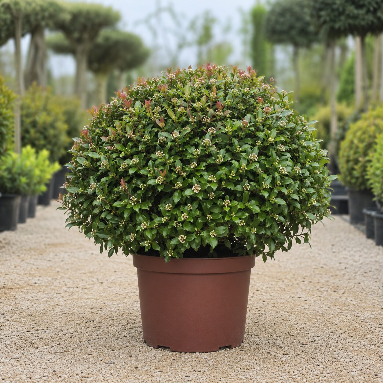 Raphiolepsis Boule