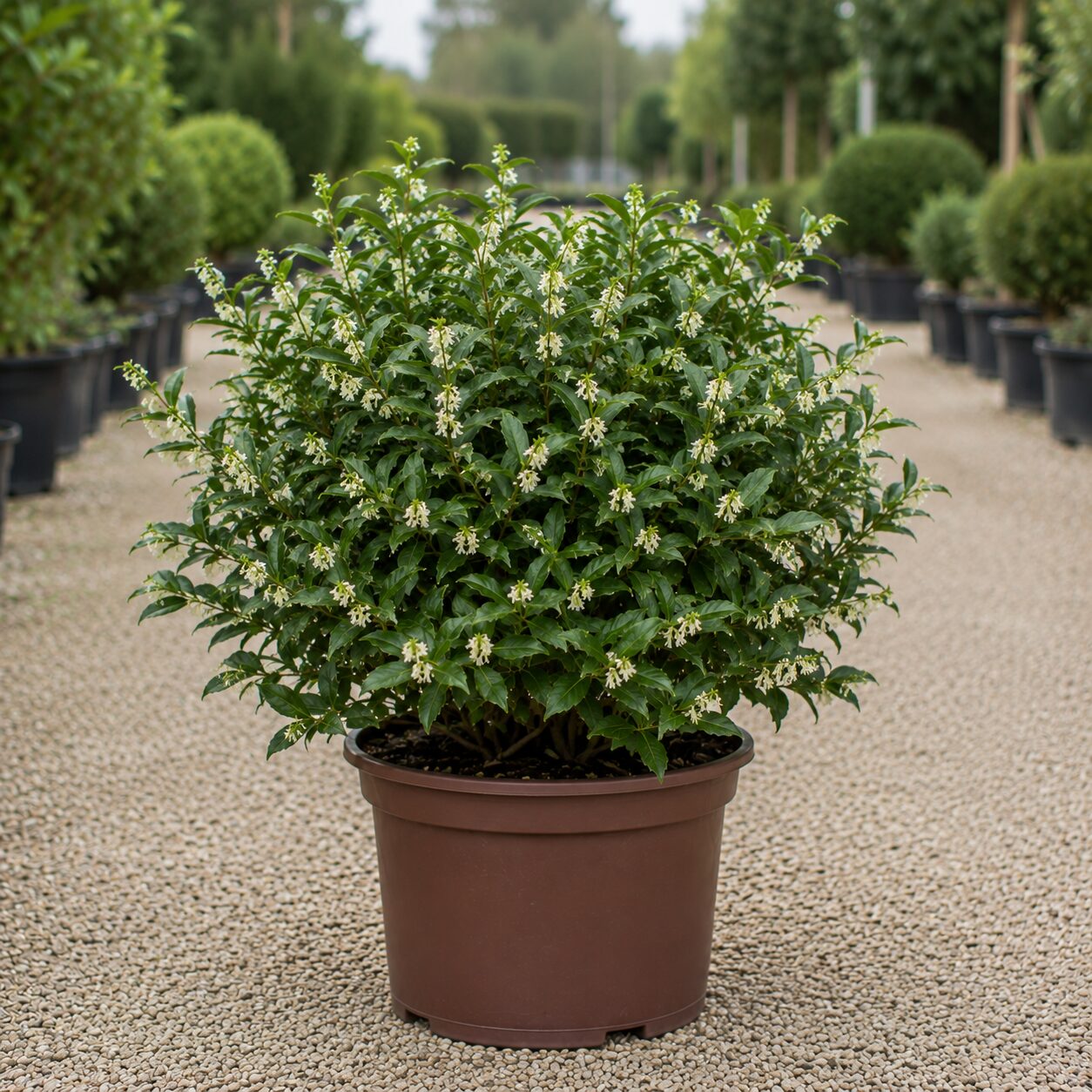Sarcococca