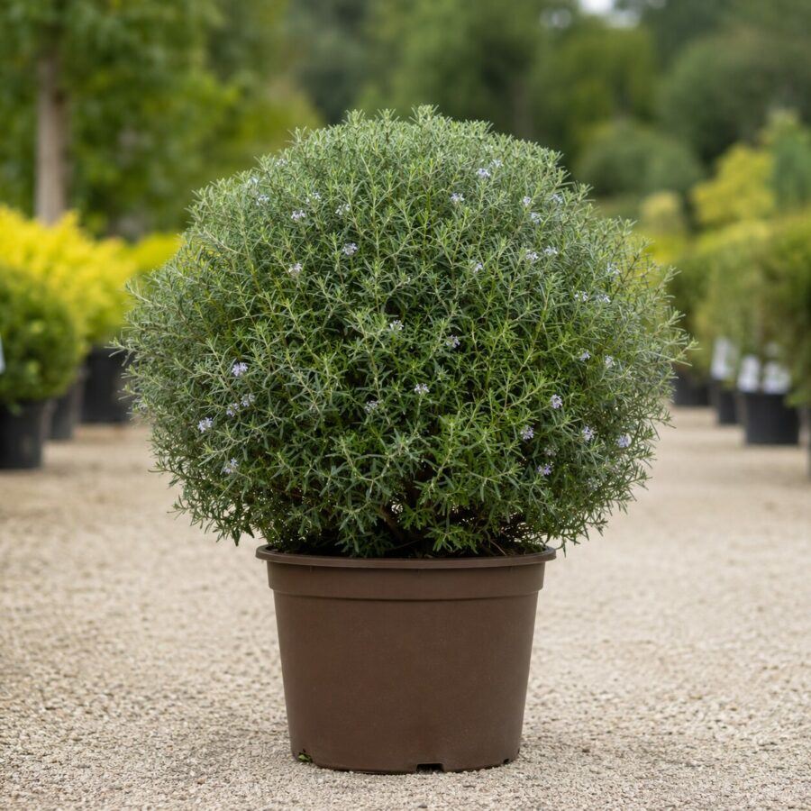 Westringia Boule