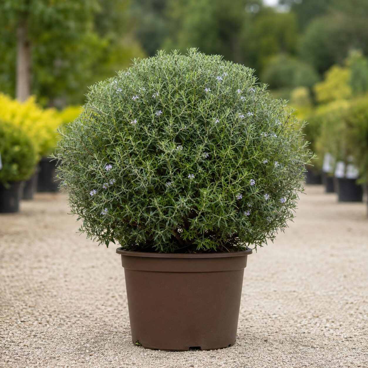 Westringia Boule