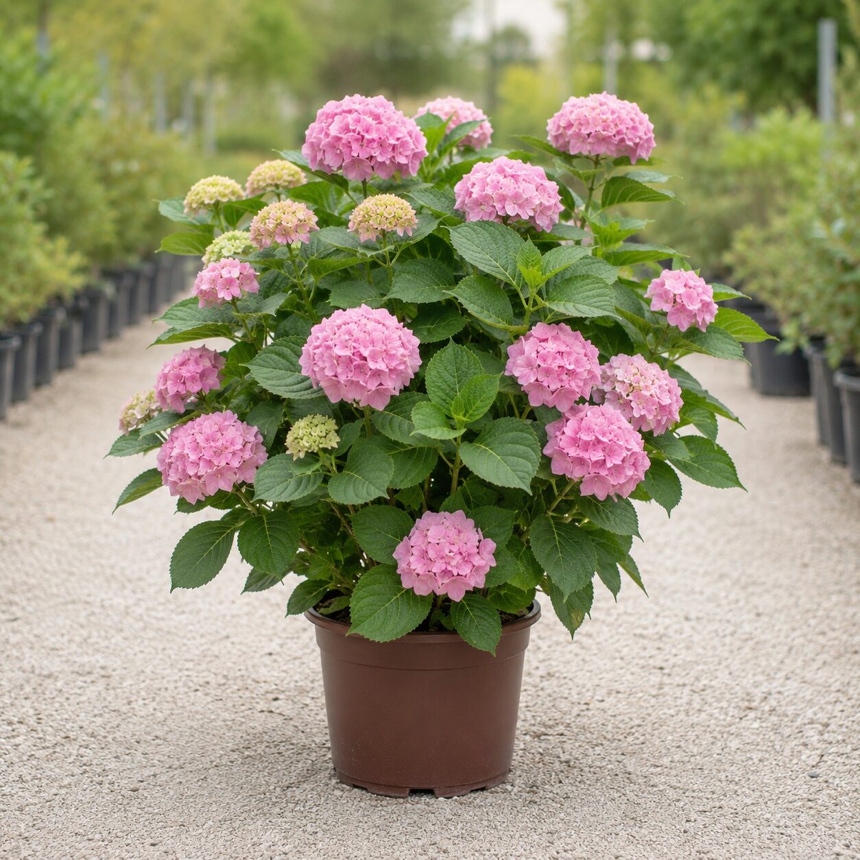 Hortensia
