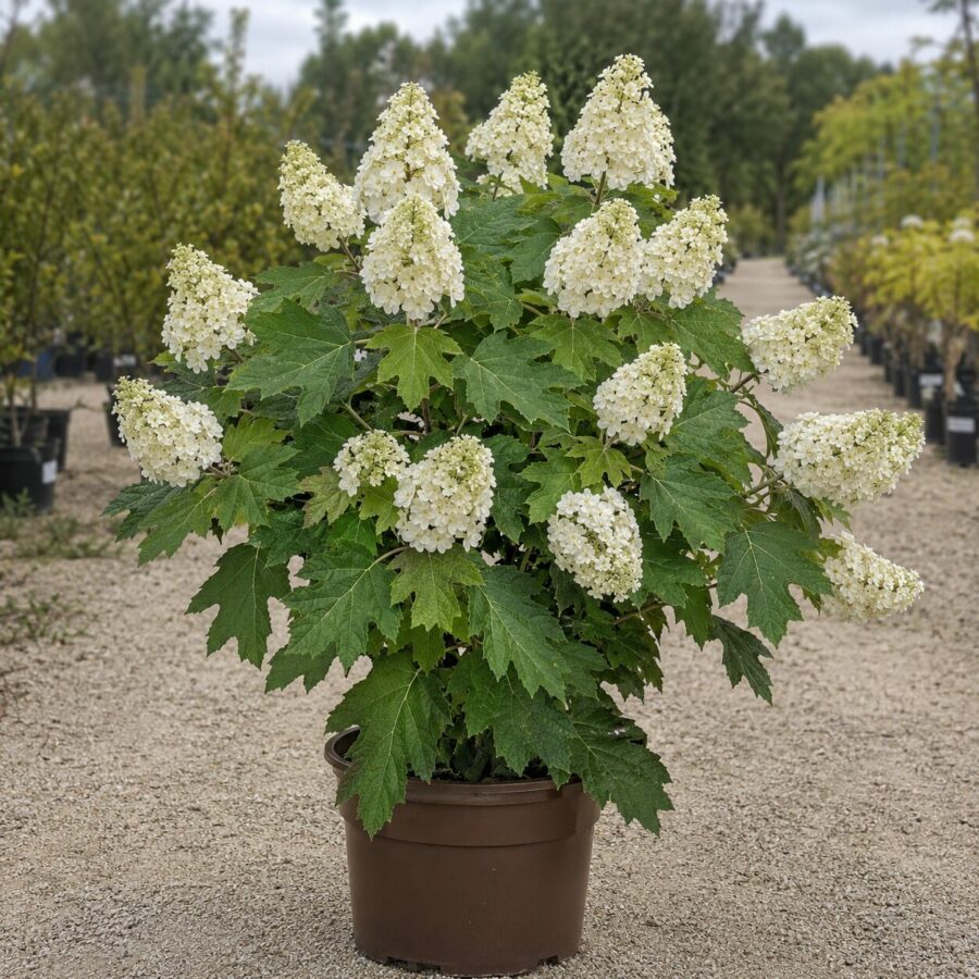 Hydrangea Quercifolia