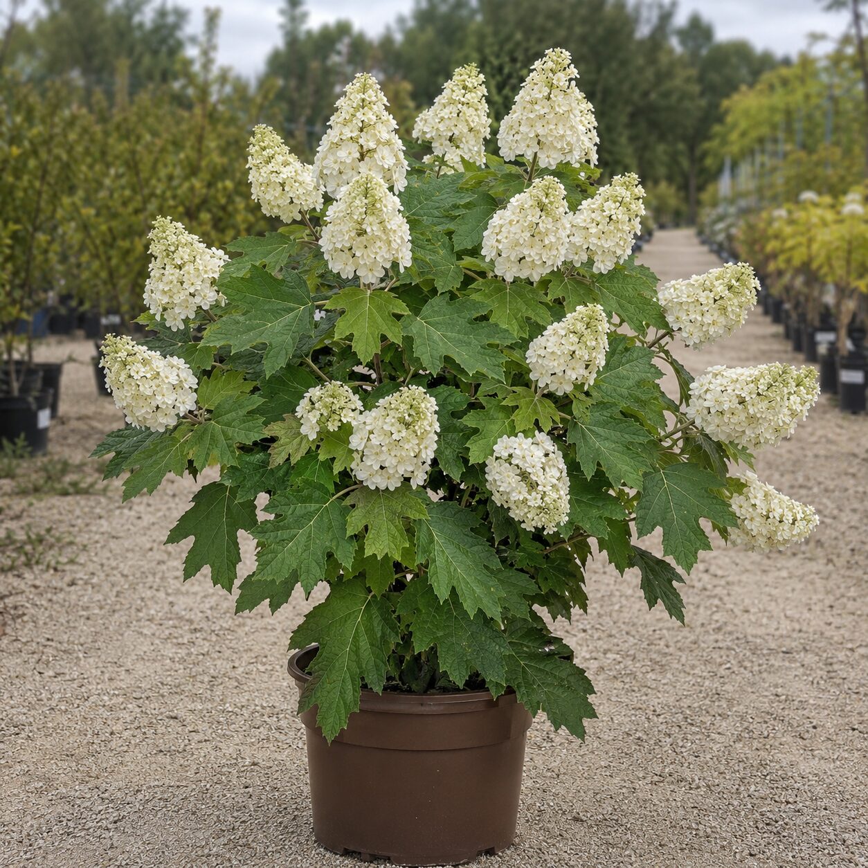 Hydrangea Quercifolia