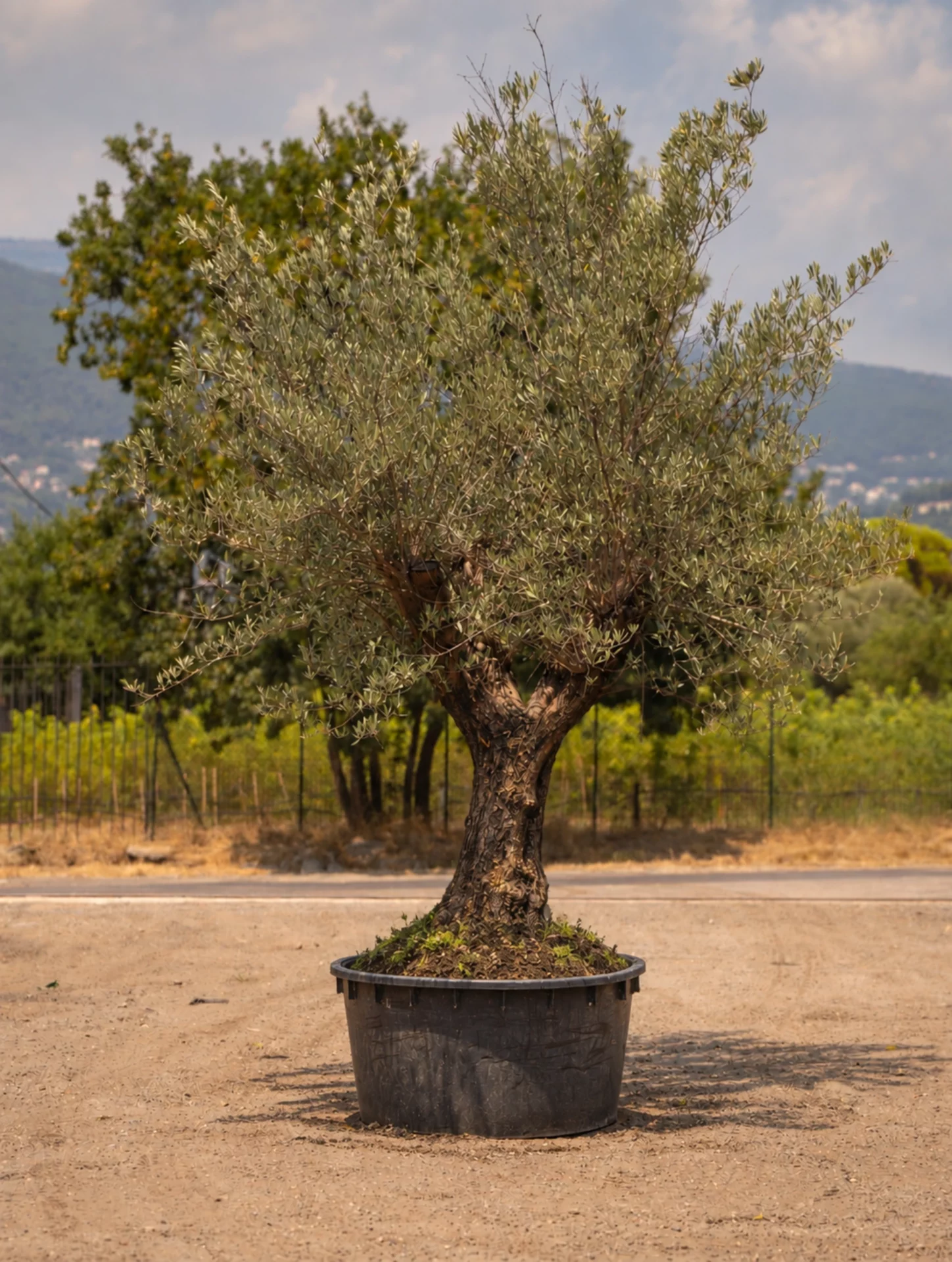 Oliviers - Oliviers italien