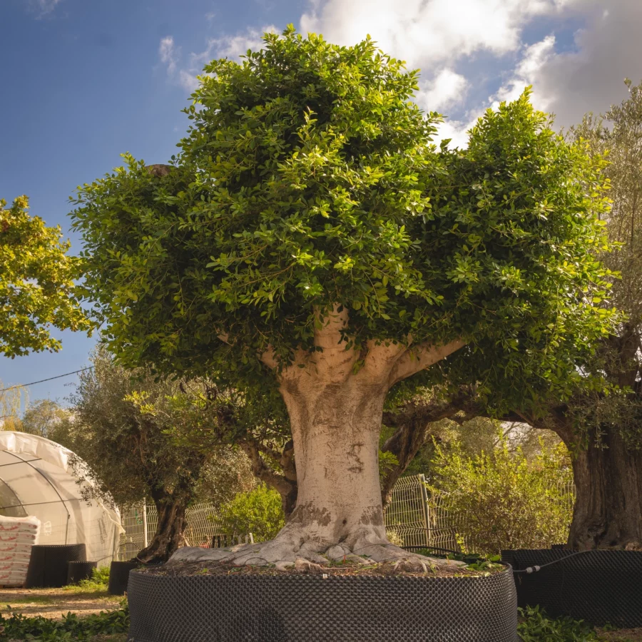 Ficus d’Exception