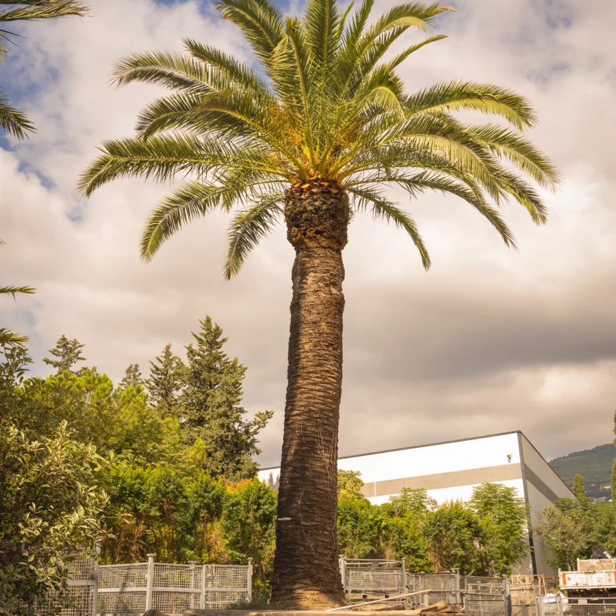Phoenix Canariensis d’Exception