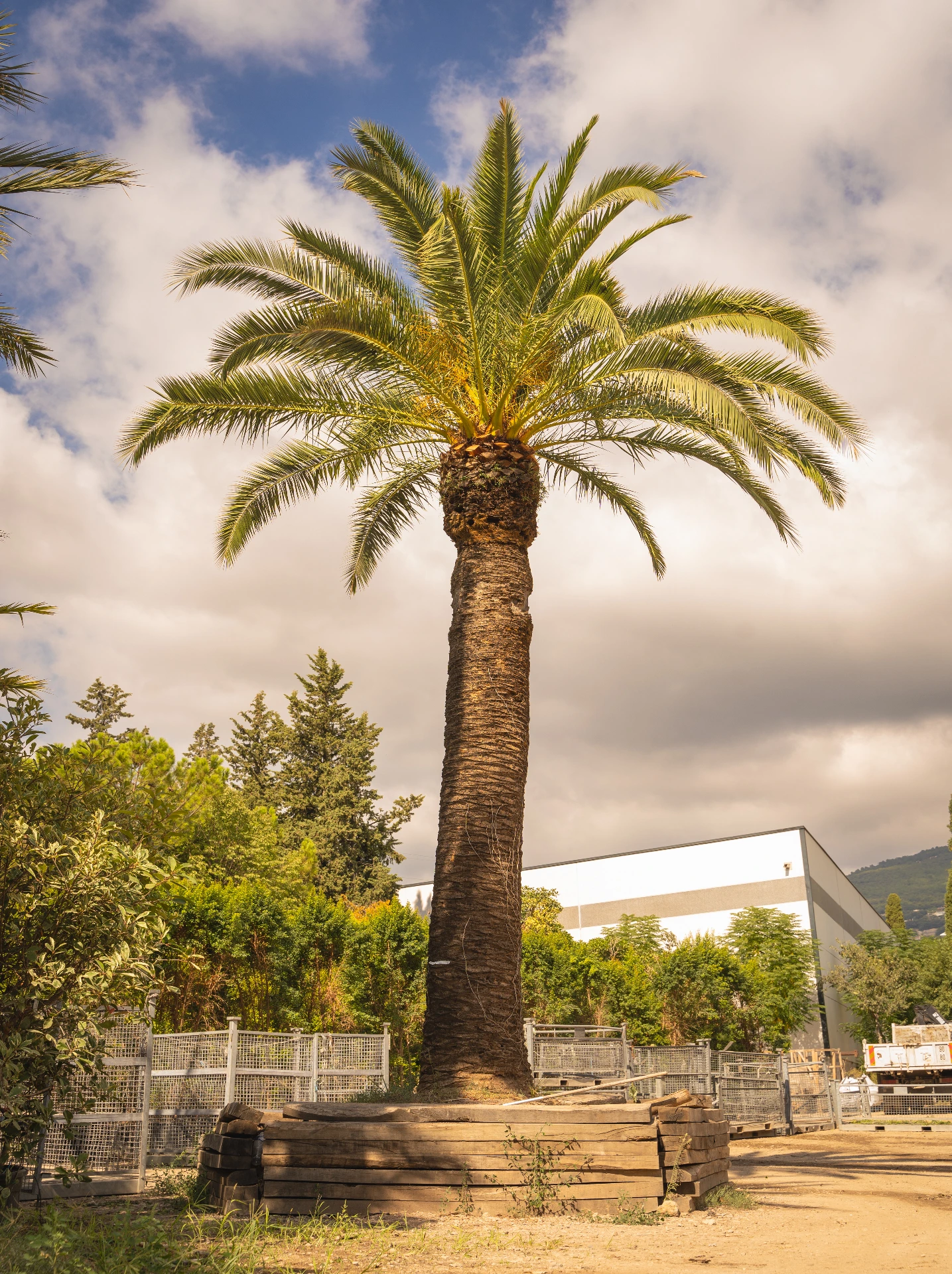 Phoenix Canariensis d’Exception