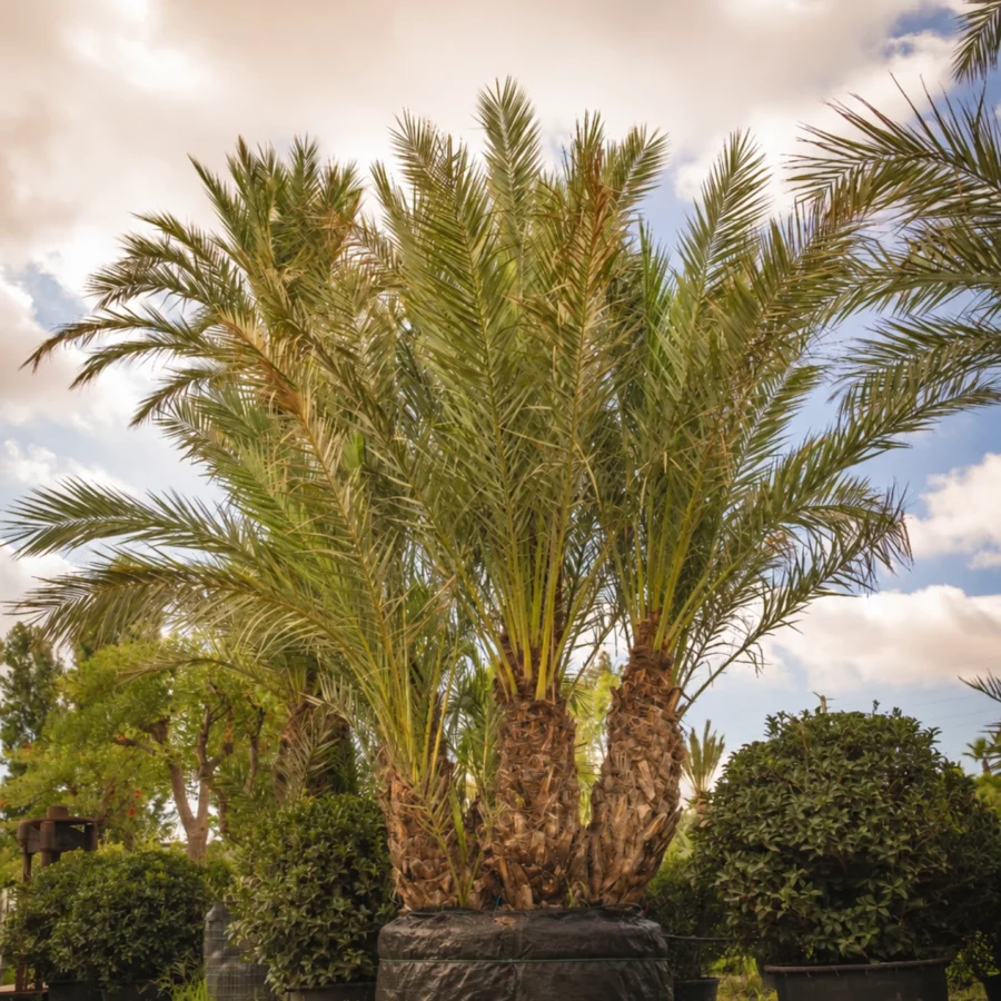 Phoenix Dactylifera Multi-Troncs d’Exception