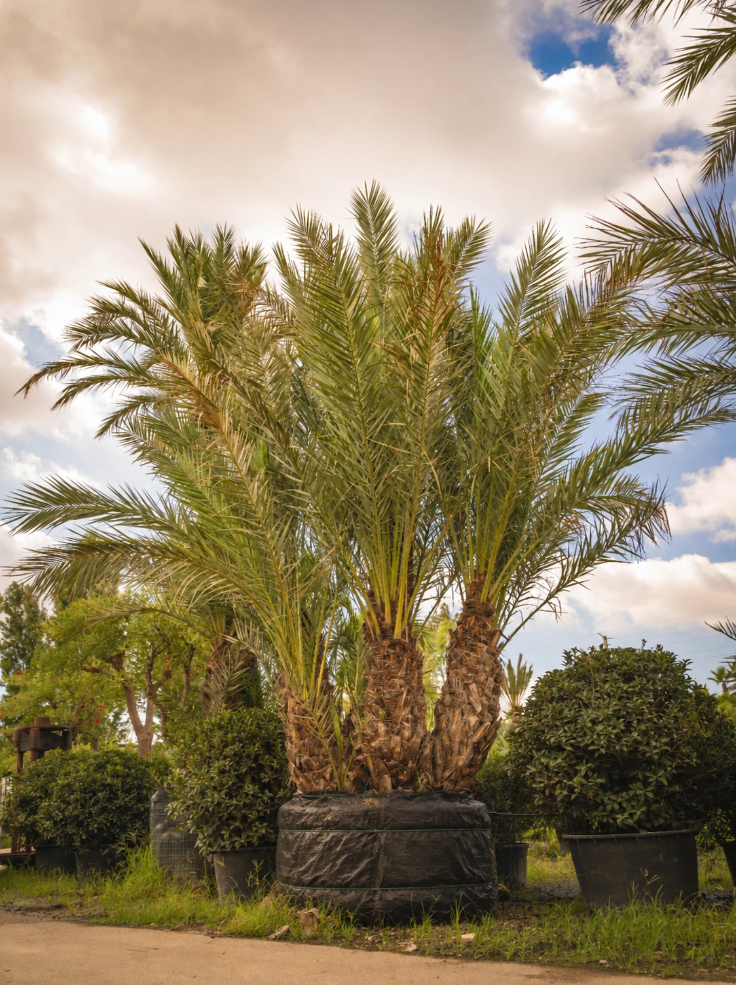 Phoenix Dactylifera Multi-Troncs d’Exception