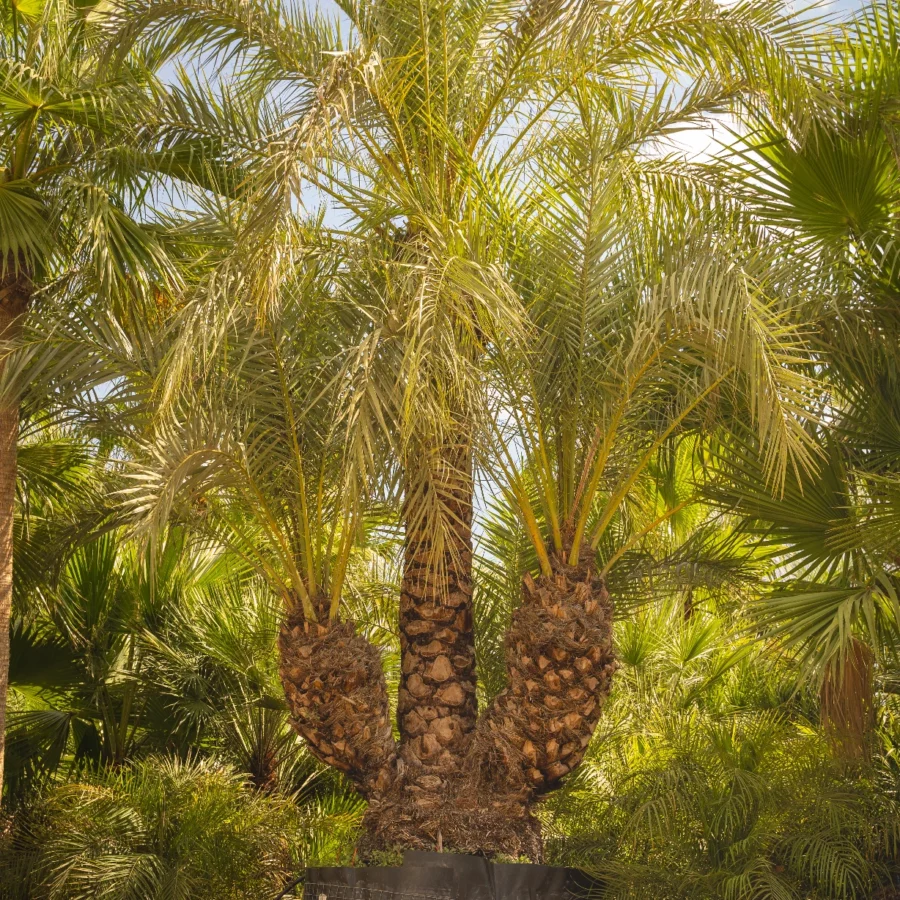 Phoenix Dactylifera Multi-Troncs d’Exception