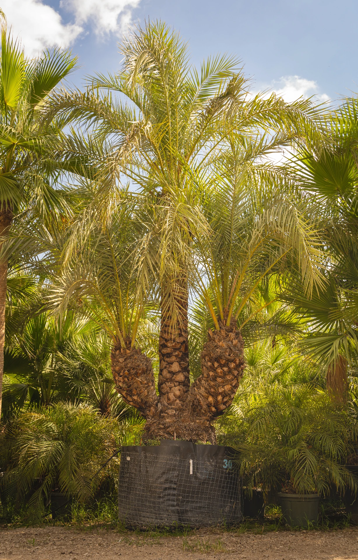 Phoenix Dactylifera Multi-Troncs d’Exception