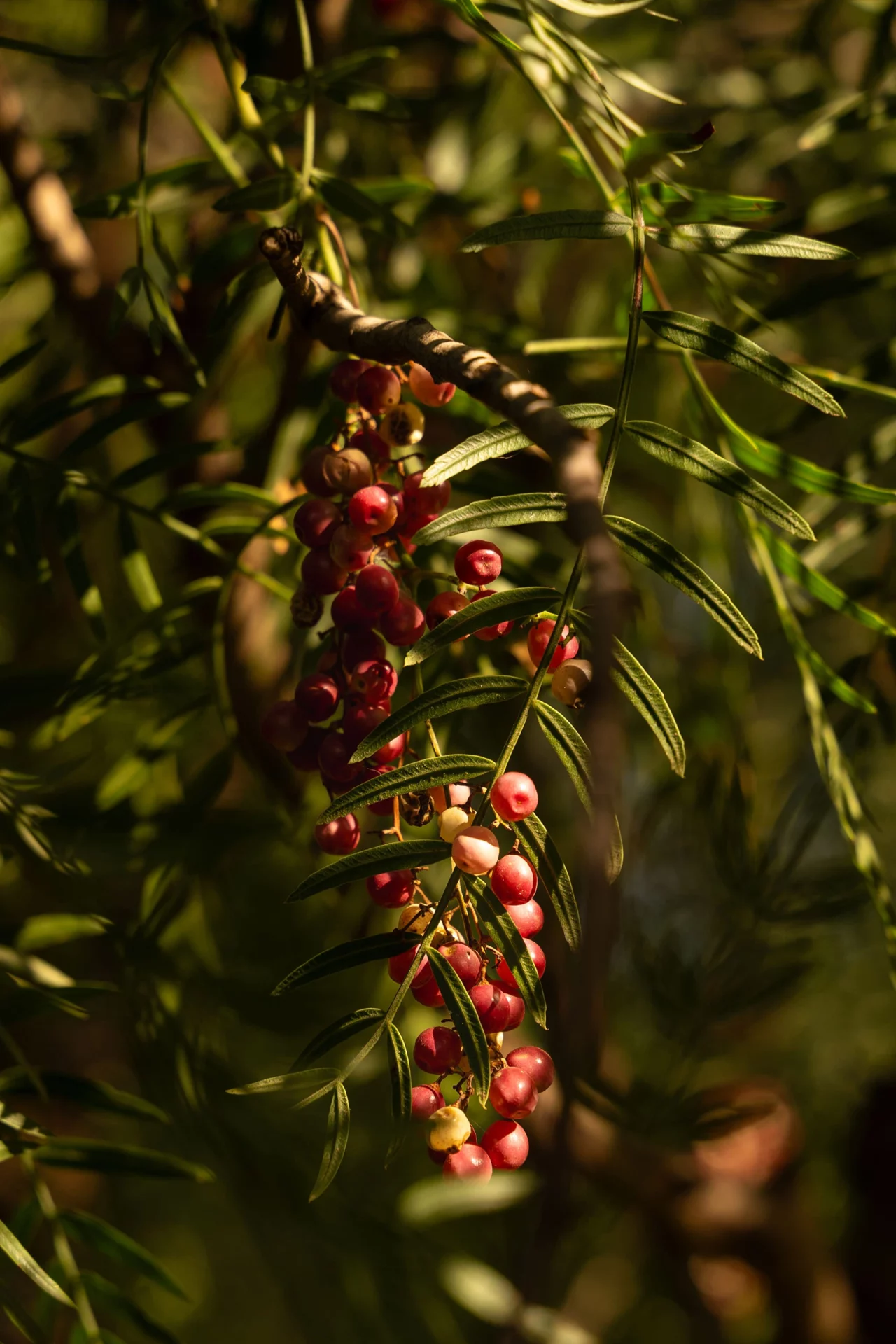 arbres-exception-home-page-2560px