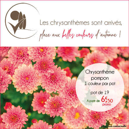 Les Chrysanthèmes sont arrivés